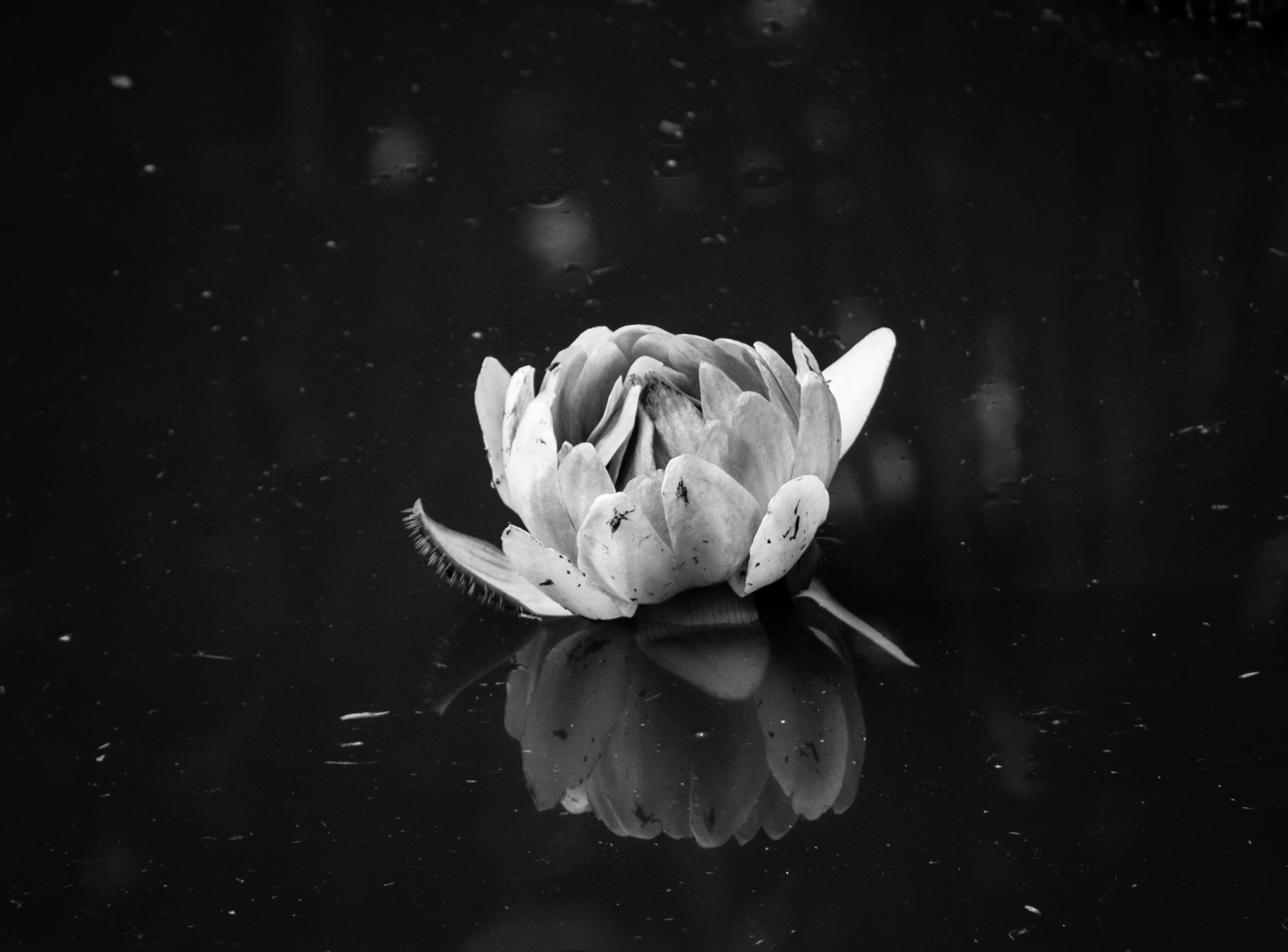 A Time To Reflect and A Time To Sow.